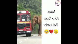 අනේ