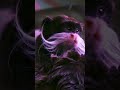 New World Monkeys [Part 28] -Tamarin Monkeys | Callitrichidae Familys #shorts