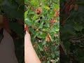 mulberry harvest #satisfying #landscape #shorts