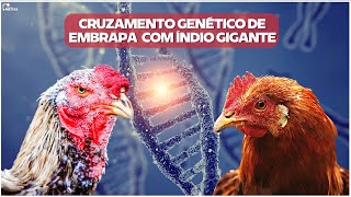 Cruzando genético entre EMBRAPA 051 e ÍNDIO GIGANTE: Tudo o que Você Precisa Saber.