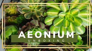 Aeonium UNBOXING / Succulent / Gardening / Calabio Australia