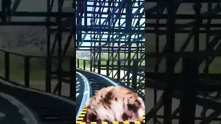 Hamster in Roller Coaster Maelstrom with Shark| #vr#shorts #shortfeed #viral #trending #gaming#vid