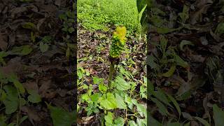 wild plant #villagevlog #reels #nature #naturelovers #yt #ytshortsindia #village #villagelife