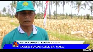 Praktek Pengamatan Susut Hasil Panen Kering, Pipil, Tanaman Jagung