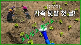 [텃밭 가꾸기] ep1. 모종 심기 | 아이와 함께하는 가족 텃밭