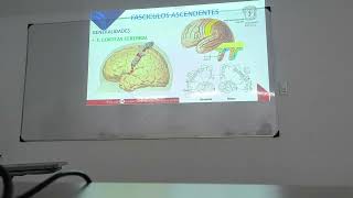 Fascículos Ascendentes y Descendentes (Neuroanatomía)