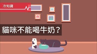 【冷知識】貓咪不能喝牛奶？