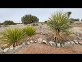 West Texas: San Solomon Springs, Davis Mountains and Chihuahuan Desert Research Institute Visits