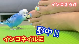 インコネイルに、一生懸命喋るインコ　【セキセイインコ 】　Budgerigar.