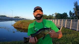 Fishing for Peacock Bass in South Florida Canals using LIVE SHINERS! (Catch and Cook!)