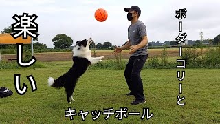 キャッチボールをするボーダーコリー