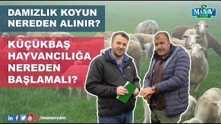 Damızlık Koyun Nereden Alınır | Küçükbaş Hayvancılığa Nereden Başlamalı