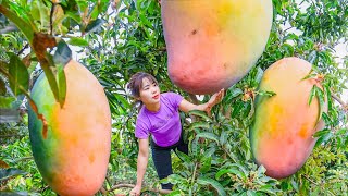 How to Harvest Giant Australian Mango & Go to Market Sell | Bringing it to the local Market to sell