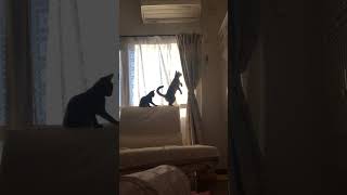 しっぽで子猫と遊んであげる優しい先輩猫　#shorts