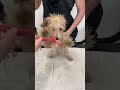 4 Months old Poodle first haircut!