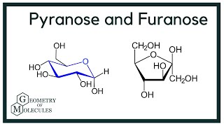 What is the Difference Between Pyranose and Furanose?
