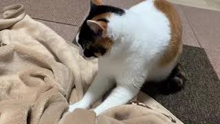 凜によるふみふみ動画。　#猫動画 #ふみふみ #癒し