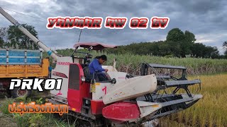 งานนี้เกี่ยวทั้งกลางวันและกลางคืนเลย รถเกี่ยวนวดข้าว YANMAR AW 82 GV ทีมงาน ป.รุ่งเรืองกิจมุก