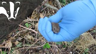 #EssexWildlifeTV - Meet The Bank Vole