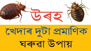 উৰহ খেদাৰ ঘৰুৱা উপায় /How to get rid bedbug in Assamese /Uroh tips