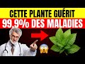 LES 9 PLANTES LES PLUS MIRACULEUSES QUE VOUS DEVEZ AVOIR CHEZ VOUS - PHARMACIE VIVANTE