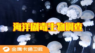 🌵 《童趣大冒险2021》第50期：这些危险又迷人的海洋生物如何练就的一身炼毒的本领？一同展开海洋剧毒生物的调查 BIG ADVENTURE OF KIDS 金鹰卡通