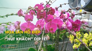 Hoa Lan hồ điệp “hút khách” dịp Tết | Thái Nguyên TV