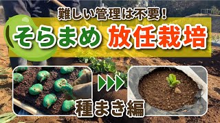 【タネの芽出しで能力向上！】そら豆の追肥時期と土寄せのタイミング　タネのハシモト