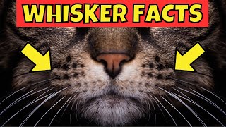 13 Amazing Facts About Cat Whiskers