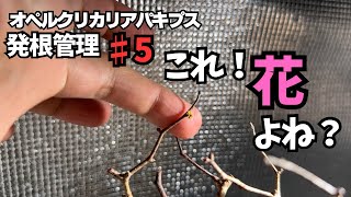 【パキプス発根管理】２０日目　これってパキプスの花だよね？！芽吹きも増えて来てます！