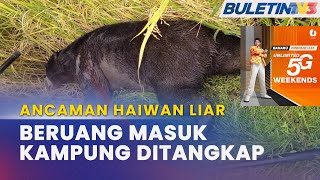 ANCAMAN HAIWAN LIAR | Beruang Masuk Kampung Ditangkap PERHILITAN