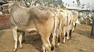 আজ ১১ জানুয়ারি ২২/ মীরগঞ্জ হাটে হাটাৎ বিপুল পরিমান বলদ গরুর আমদানি। বলদ গরুর দাম সহ বিস্তারিত জানুন।