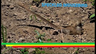 Speckled mousebird ||  SB Vlogs || Sherwin Buluran