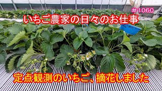 定点観測のいちご、摘花しました　いちご農家の日々のお仕事　＃１０６０