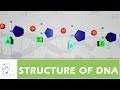 STRUCTURE OF DNA