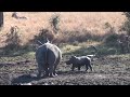 baby rhino scared by bird kruger