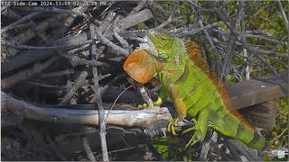 Captiva Eagles ~ Connie Protects Egg From Iguana! Amazing Closeups! Iguana Falls Off Nest!  11.19.24