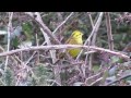 yellowhammer emberiza citrinella