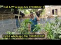 how to chilli mango tree srithong mango tree sale only 5 day available eran eshahad nursery