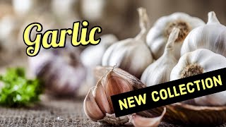 Garlic Fanatic Collection