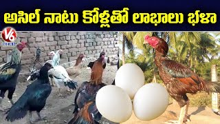 అసిల్ కోళ్లతో లాభాలు : Farmer Earns High Profits From Asil Hens | V6 News