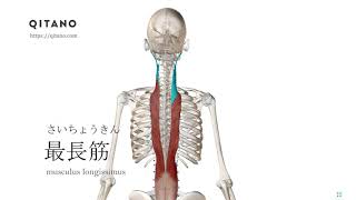 最長筋の解剖学図｜musculus longissimus｜筋肉辞典#55