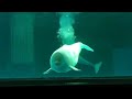 ベルーガ・ナックの声マネ 鴨川シーワールド beluga mimicry