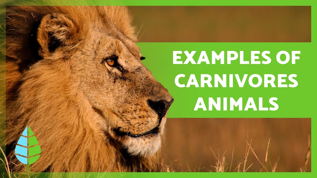 What Are CARNIVOROUS ANIMALS 🐻🐧 (Definition, Types And EXAMPLES) - YouTube