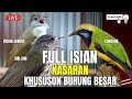 MASTERAN AGAR BURUNG JUWARA!! CUCAK CUNGKOK - SIRI-SIRI PLUS CUCAK JENGGOT FULL BESET SPEDD  RAPAT