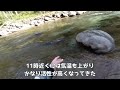 イワナ狙いのつもりが思いがけず最高のニジマスを釣りました！【北海道渓流ルアー】