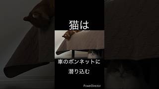 学べる猫の雑学3選 #shorts