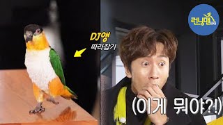 ‘순간포착’ EDM 댄스를 추는 앵무새가 있다?! (ft. 박하나 반려동물) 《Running Man》런닝맨 EP488