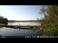 watch this canada lynx calmly crossing a log near a fisherman