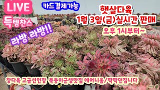 [LIVE] #햇살다육 010 8735 2060/고급창다육 선인장 묵둥이분포 에어니옴/카드가능